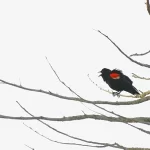 Maracle Red Winged blackbird
