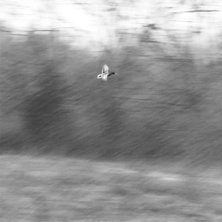 Maracle_Scott_Duck in Snow_SQ